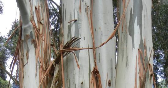 Huile essentielle d'Eucalyptus globulus tronc d'arbre