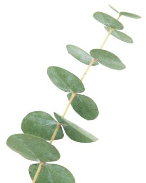 Huile essentielle d'Eucalyptus tige