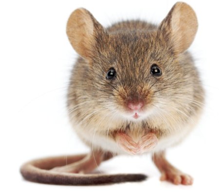 huile essentielle repousser rats et souris